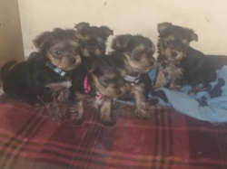 Two Top Class yorkie Puppies Available