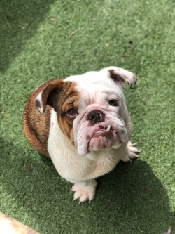 Exotic English Bulldogs For Sale