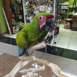 ACTIVE MILITARY MACAW READY FOR NEW LOVING HOMES