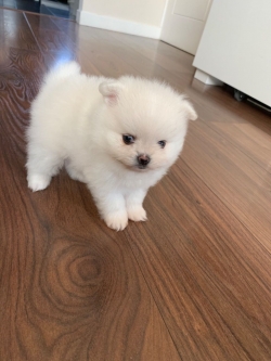 dorable and sweet Pomeranian puppy