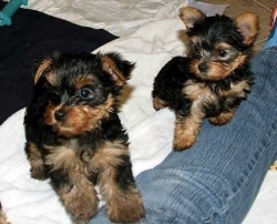  AKC Registered Teacup Yorkie Puppies Text Me at 618 414-3163