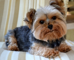 LOOKING FOR A MALE YORKIE IN THE CHICAGO AREA