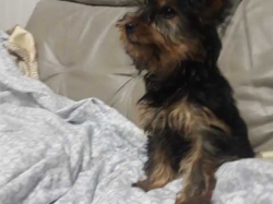 Adorable Yorkie puppies Ready Now  