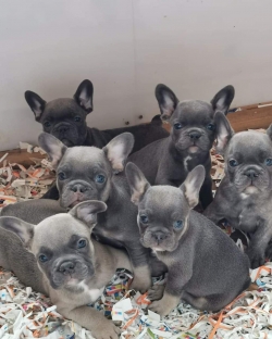 Stunning French Bulldog Puppies 