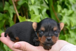 FRITZ YORKIE PUPPIES AVAILABLE
