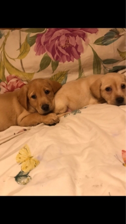 Cute Labrador puppies 