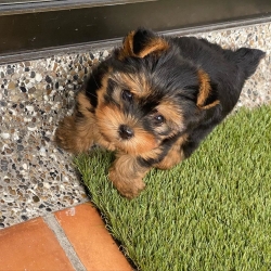 Sweet Yorkie puppies