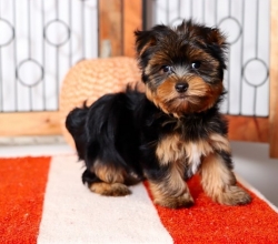 Yorkie puppies