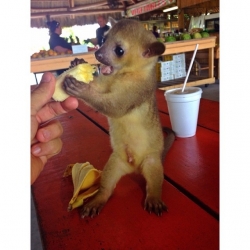 Cute,adorable Kinkajou