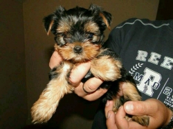 Amerzing Yorkie 205 900-6028