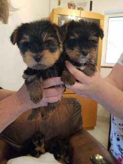 Teacup Yorkie Puppies For Sale