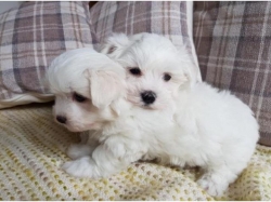Cute And Adorable Home Trained Maltese Puppies.