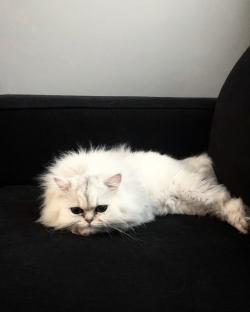 Teacup White Persian Male Cat