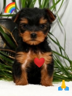 Yorkie Puppies 4sale near me 