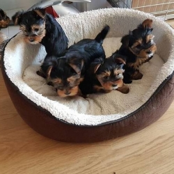 ~!~Top Quality Female And Male Yorkie Puppies Available~!~