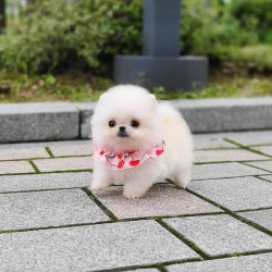 Buy pomeranian puppies 
