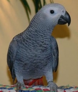 cute  male and female african grey parrots