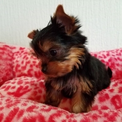 Amazing teacup Yorkie puppies for sale
