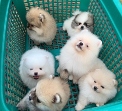 Pomeranian Puppies Now Ready For Re homing