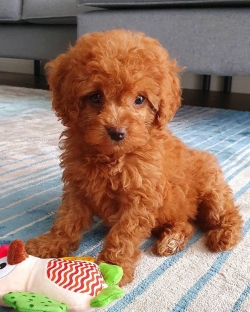 Cute Maltipoo puppy Available 