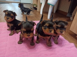 Quality Tiny Yorkie Puppies