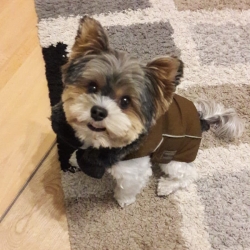 yorkie puppies for sale 