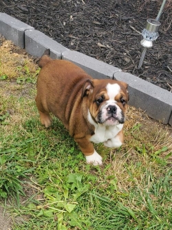 English Bulldog Pups Ready Now.