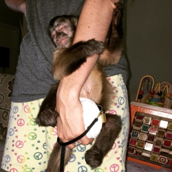 Capuchin monkey