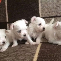 Bluesowe beautiful Maltese puppies For Sale Near Me  7176855307