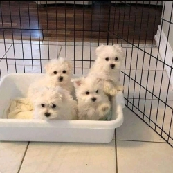 We have female Maltese Puppies raised in our home for Sale Florida  747 202 9216 .