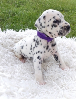 Male and Female Dalmatian beautiful puppies