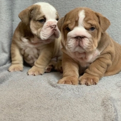 English Bulldog puppies  Available text 1 321 420-4369