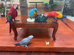 Yellow crowned amazon parrots available