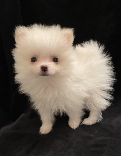 Beautiful Pomeranian puppies for good home