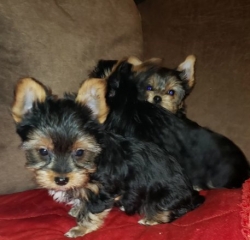 dorable Purebred Yorkie puppies…