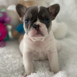   Cute French bulldog Puppies for Sale:   San Juan Capistrano, San Juan Capo   1747_222-3936California