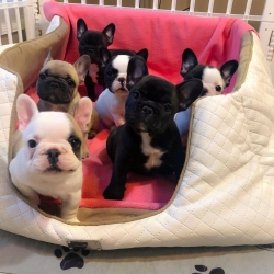  We are passionate about the Male And Female French Bulldog Hume, Miramonte California 747_222-3936.