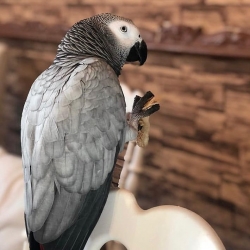 African Grey Parrots for sale 
