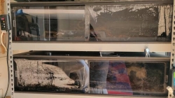 Blue Eyed Leucistic Ball Python 