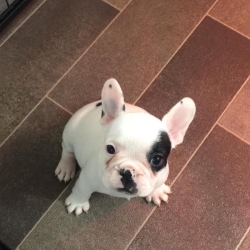  French Bulldog Puppies  499.00 US$   Los Angeles   1747_222-3936