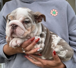  Cute English Bulldog  Male and Female Puppies available