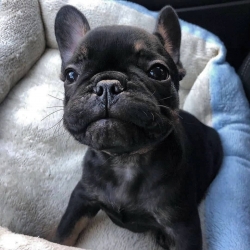  Nice French Bulldog Puppies -  500.00 US$ Tomahawk, Davisport, Milo  1747_222-3936. 