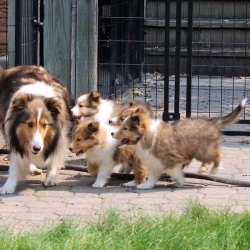 Excellent Pure toy sheltie puppies www.tsheltiepuppies.com