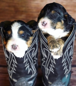 @@@Excellent Bernedoodle Puppies Ready Now@@@