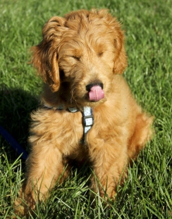 Male goldendoodle puppy___