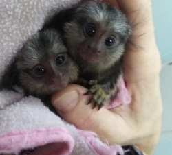 Finger Marmosets, Capuchin monkeys for sale