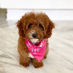 Cute teacup cavapoo puppies for sale