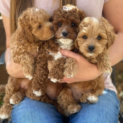 Cute teacup cavapoo puppies for sale