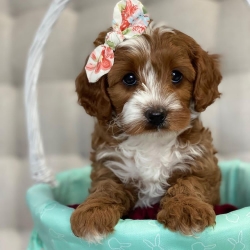 Cute teacup cavapoo puppies for sale