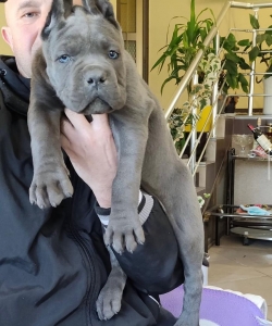 AKC Blue cane corso Puppies text 828-331-1661